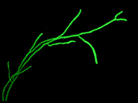 GFP Hyphae