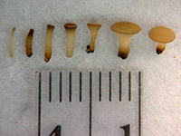 Stages of apothecia development