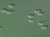 Single ascospores