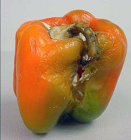 Bell pepper infection