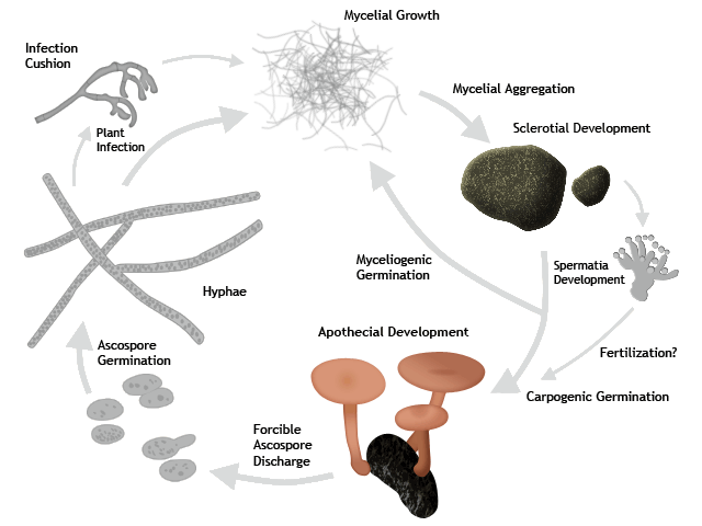 A diagram of the lifecycle of S. sclerotiorum.